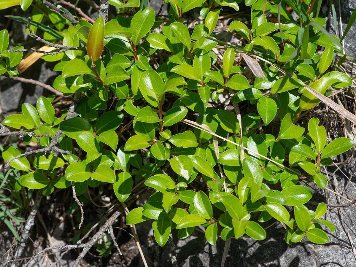 Habitus